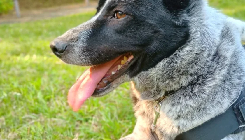 保護犬ふぅちゃん、広場で20mロングリードとウグイス