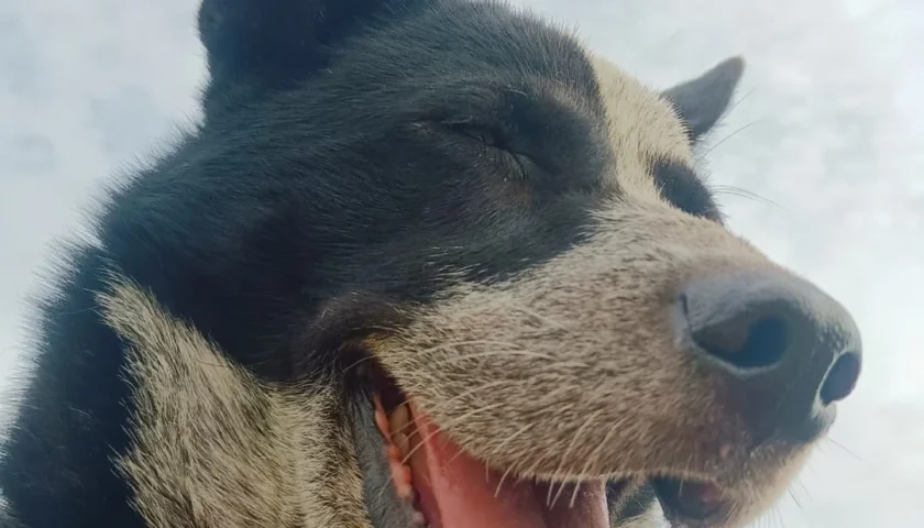 保護犬ふぅちゃん、於大公園の八重桜とライトアップ