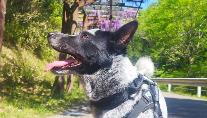 保護犬ふぅちゃん、ふじまつりの音が苦手で引き返す