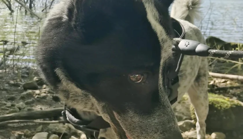 保護犬ふぅちゃん、GWは山の新緑と白藤