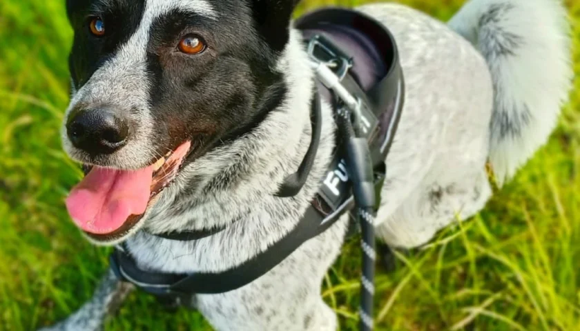 保護犬ふぅちゃん、お庭でお昼寝と芍薬といちご