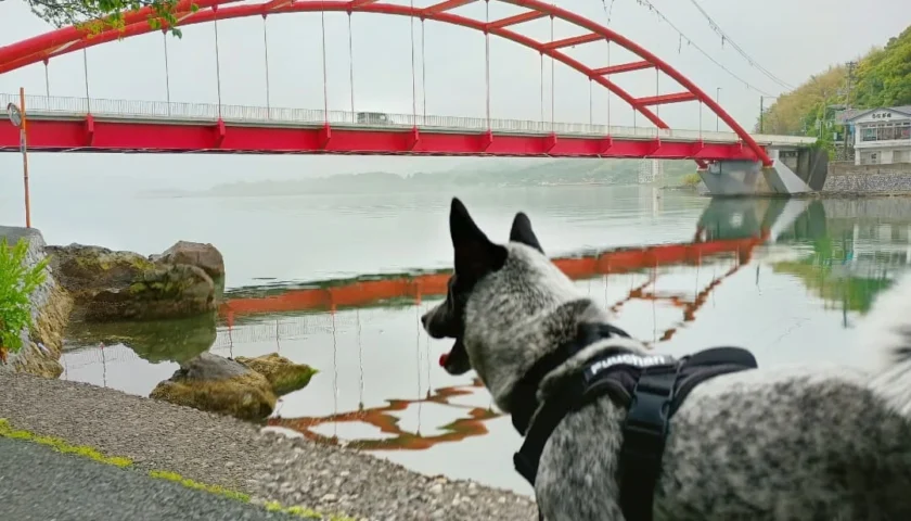 保護犬ふぅちゃん、霧の浜名湖と世界一のピッツァ