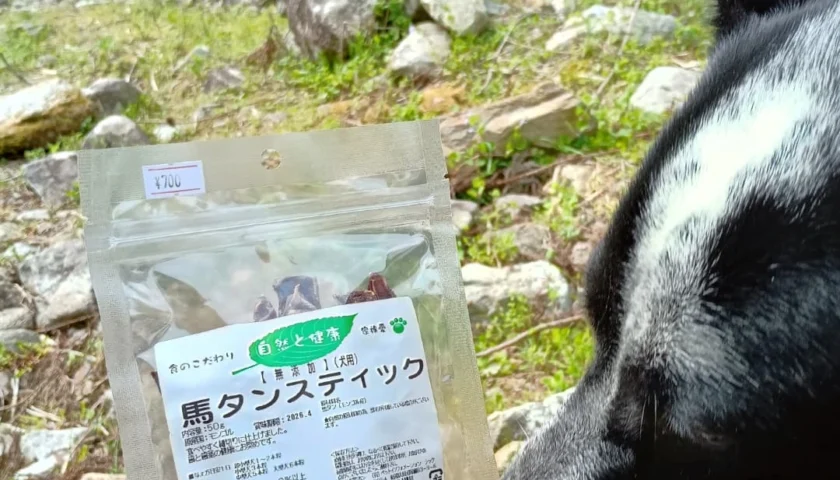 保護犬ふぅちゃん、犬のイベント「いぬっこ図鑑」へ