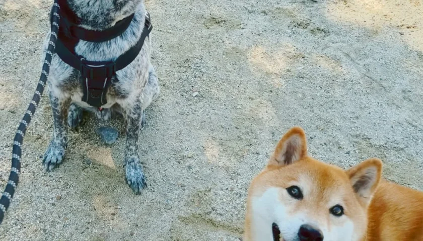 保護犬ふぅちゃん、同い年のこむぎくんと再会