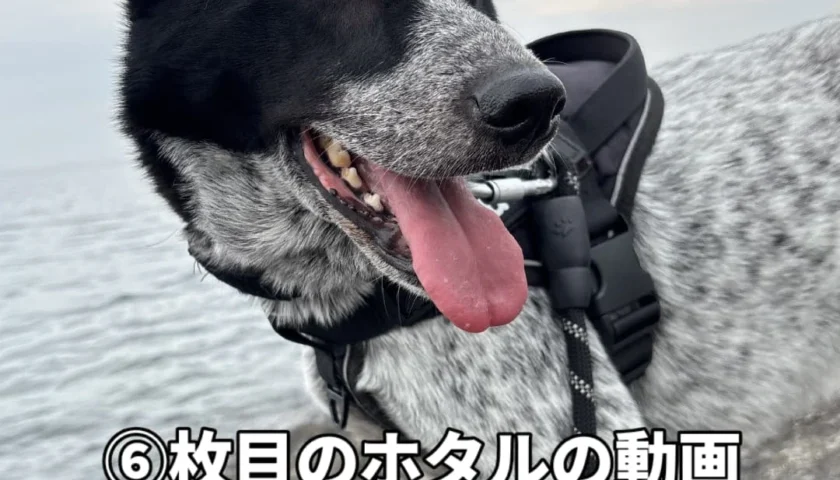 保護犬ふぅちゃん、岩村城下町と蛍鑑賞
