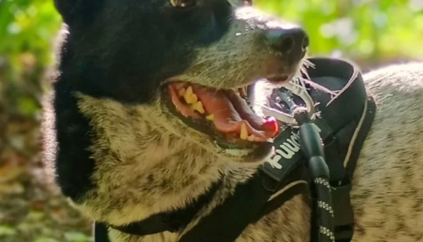 保護犬ふぅちゃん、浜松の山歩きと鍾乳洞