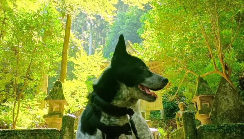 保護犬ふぅちゃん、知多の苔むす木漏れ日の道