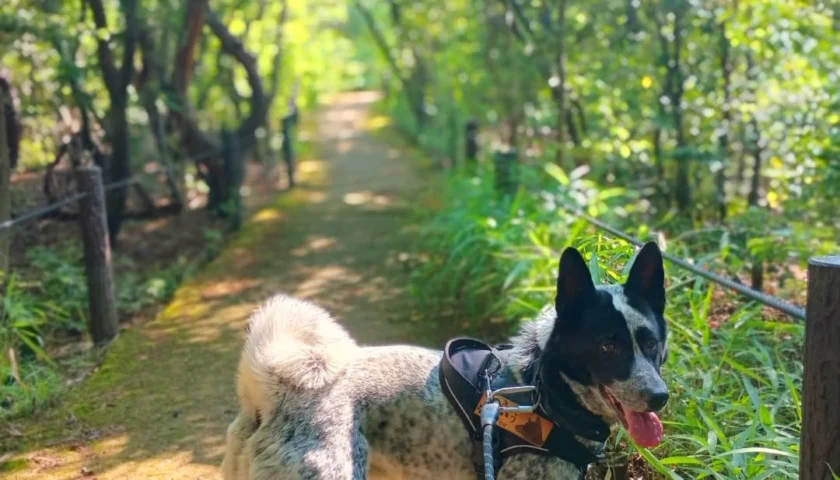 保護犬ふぅちゃん、山道のおさんぽとラッコみたいなシャンプー