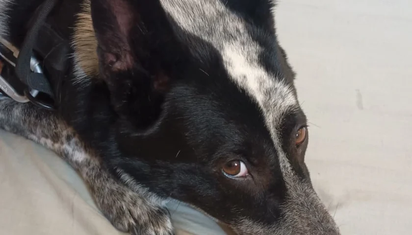 保護犬ふぅちゃん、朝から30度でも動かない