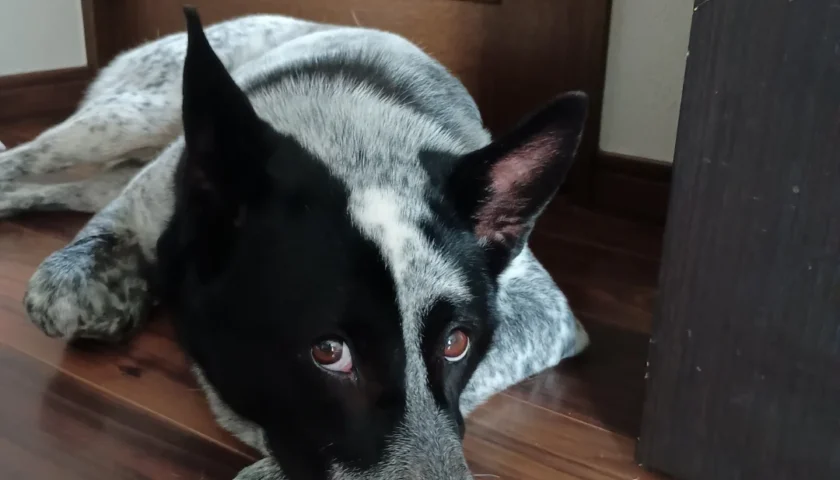 保護犬ふぅちゃん、雷が怖くなった5歳