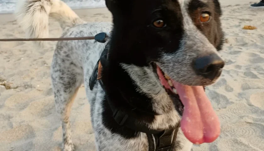 保護犬ふぅちゃん、田原の海と思いがけない花火