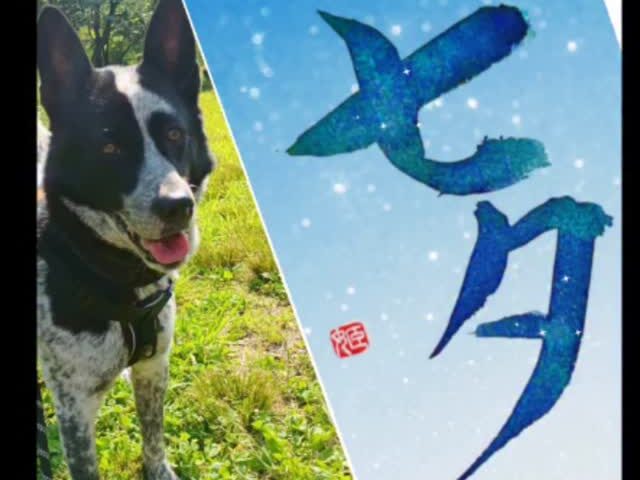 保護犬ふぅちゃん、七夕の短冊をお友だちわんこに【動画】