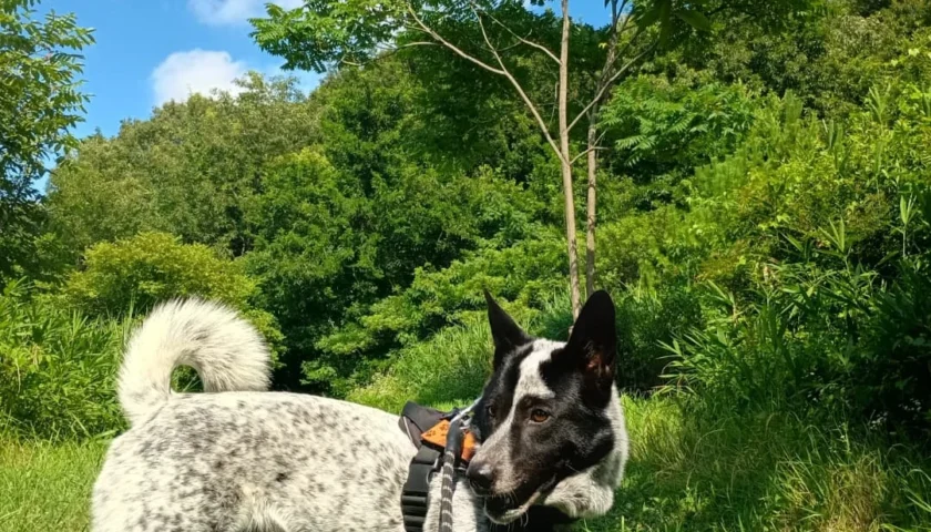 保護犬ふぅちゃん、最近の鼻はさみ寝で監視