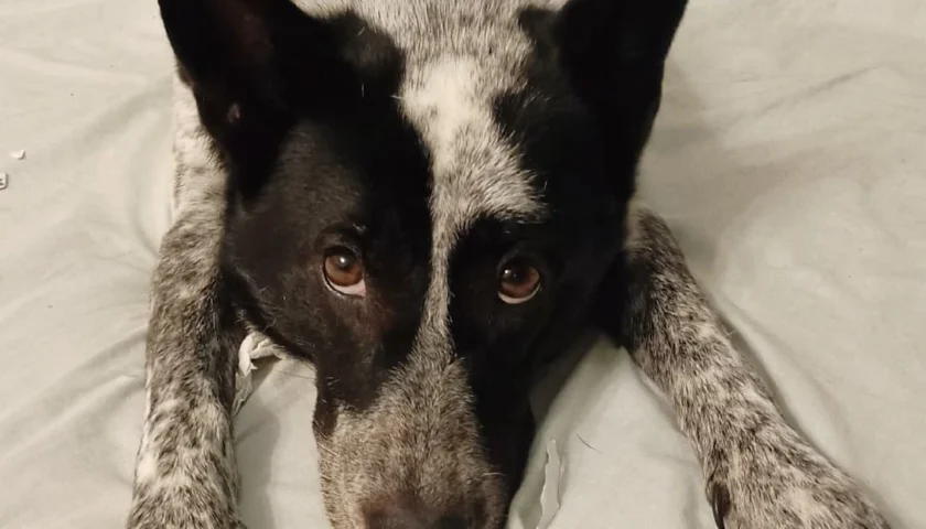 保護犬ふぅちゃん、ポケティをビリビリにしてひれ伏す