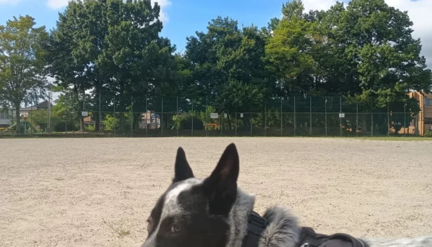 保護犬ふぅちゃん、夏休みと合唱するきのこ