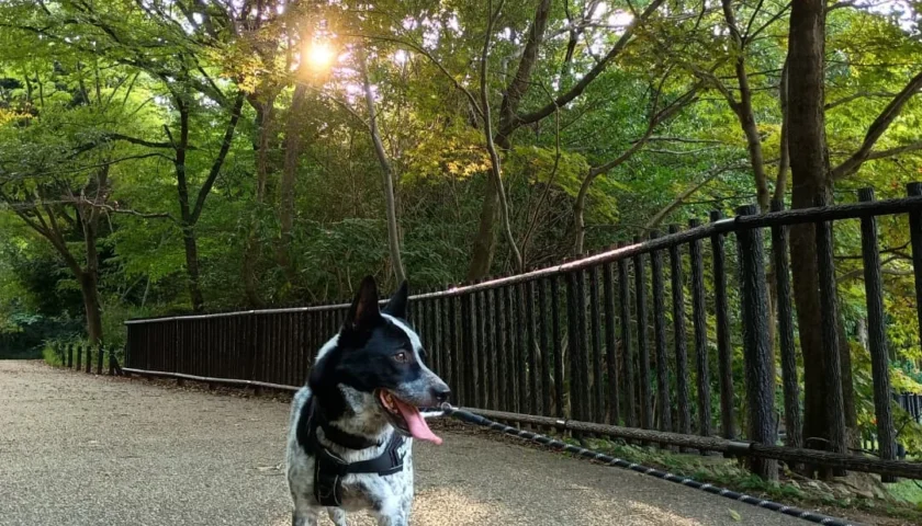 保護犬ふぅちゃん、立秋の朝の涼しさ