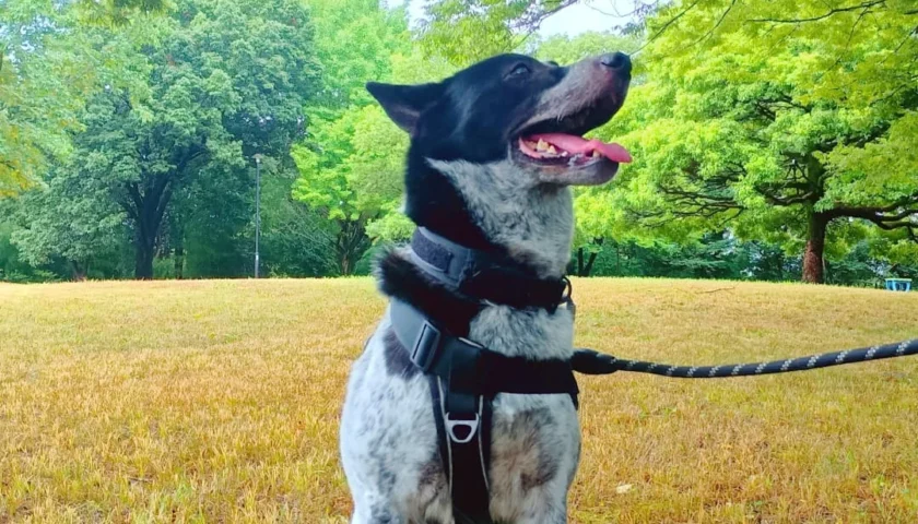 保護犬ふぅちゃん、猛暑の日陰コース