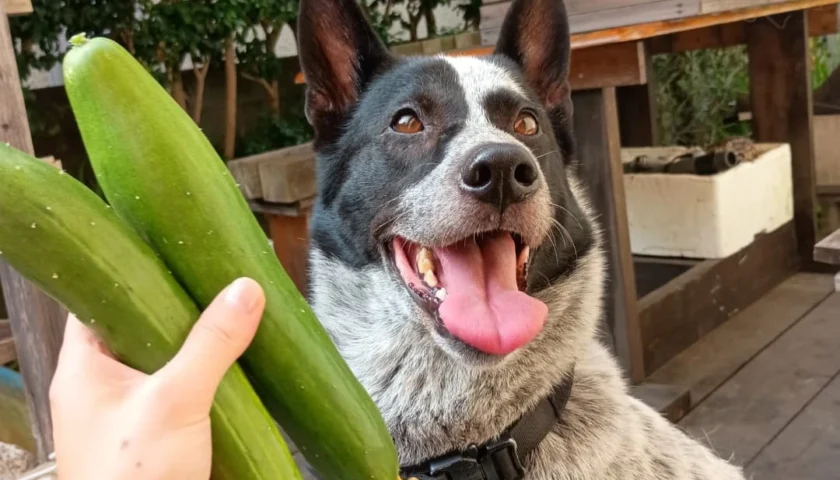 保護犬ふぅちゃんと朝採れきゅうり