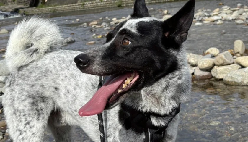 保護犬ふぅちゃん、郡上の川と夫婦滝、ひるがの分水嶺