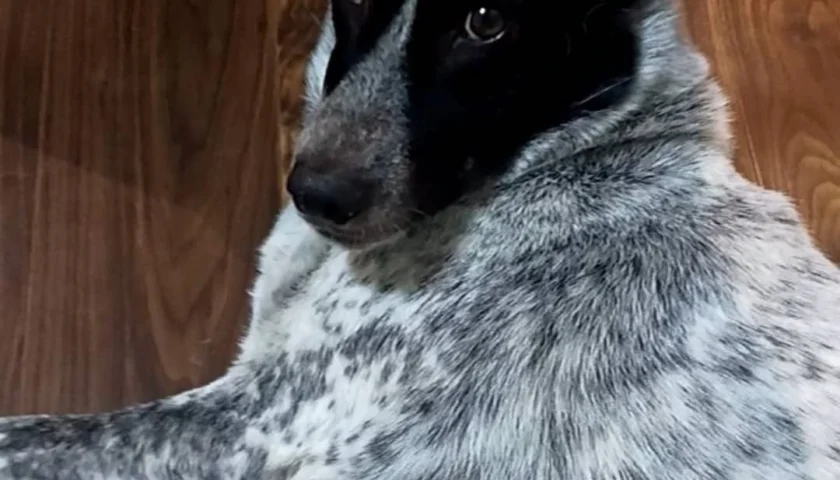 保護犬ふぅちゃんのシャンプー空っぽ事件