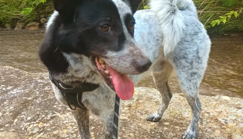 保護犬ふぅちゃん、「助けて〜」で川を渡ってきてくれた
