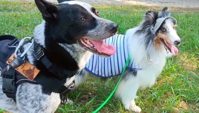 保護犬ふぅちゃん、いつもと違う公園でエルフィくんと