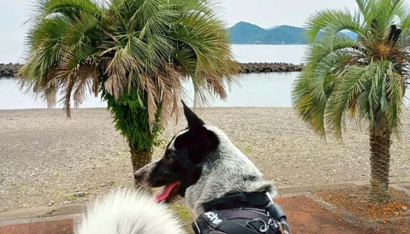 保護犬ふぅちゃん、三重県の海と駄菓子屋さんのおやつ