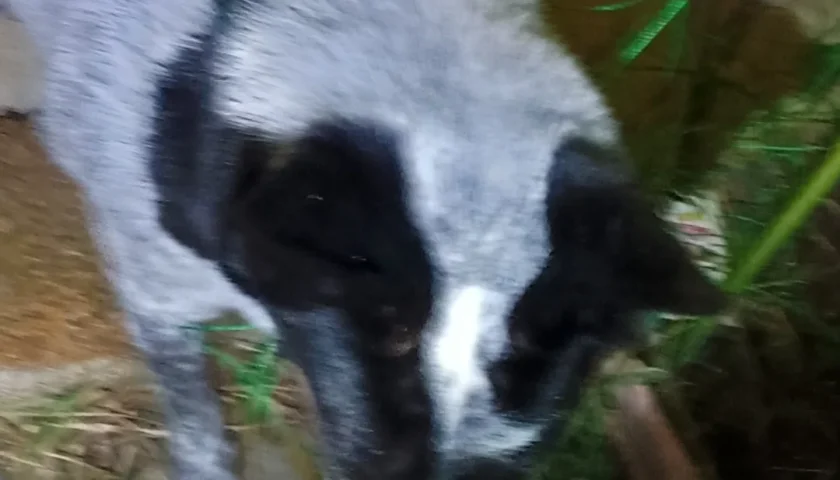 保護犬ふぅちゃん、夜の庭でキュウリのネットと格闘