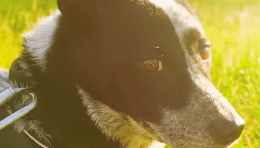 保護犬ふぅちゃん、短すぎた金木犀の季節