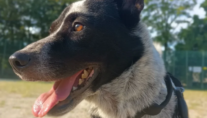 保護犬ふぅちゃん、嘘のないきれいな目