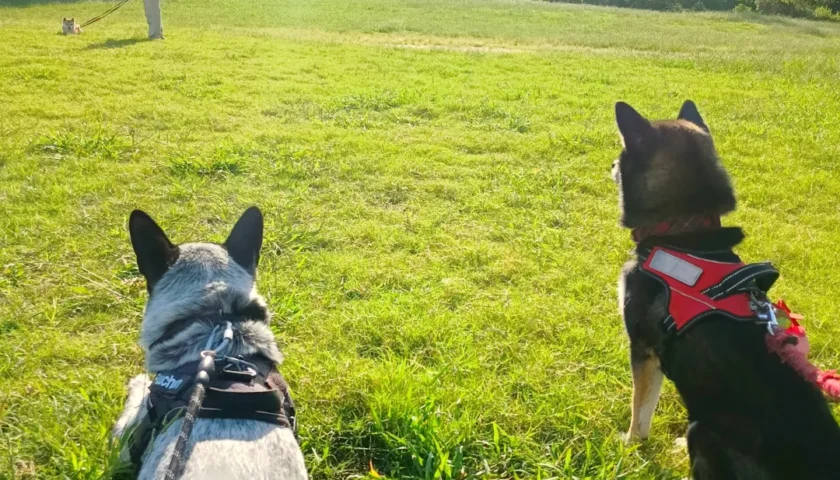 保護犬ふぅちゃん、朝の公園で柴犬ちゃんたちと