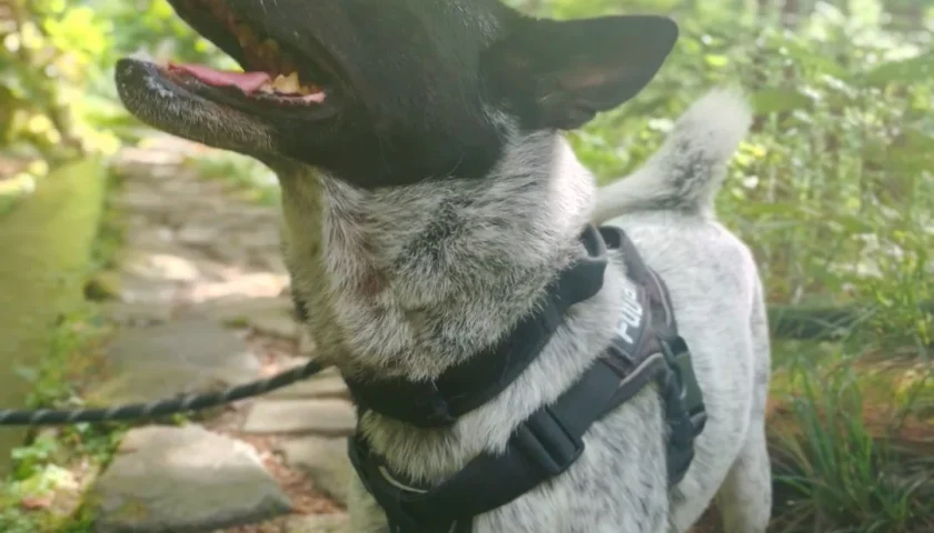 保護犬ふぅちゃん、付知峡の青い水と吊り橋