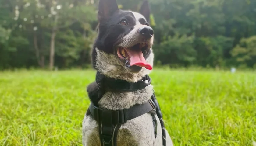 保護犬ふぅちゃん、一面の彼岸花