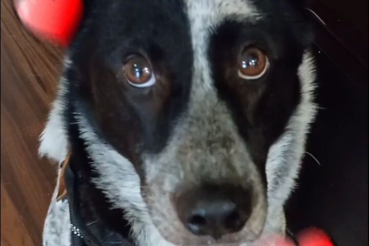 保護犬ふぅちゃん、ご飯前の「ごはん」とハート模様