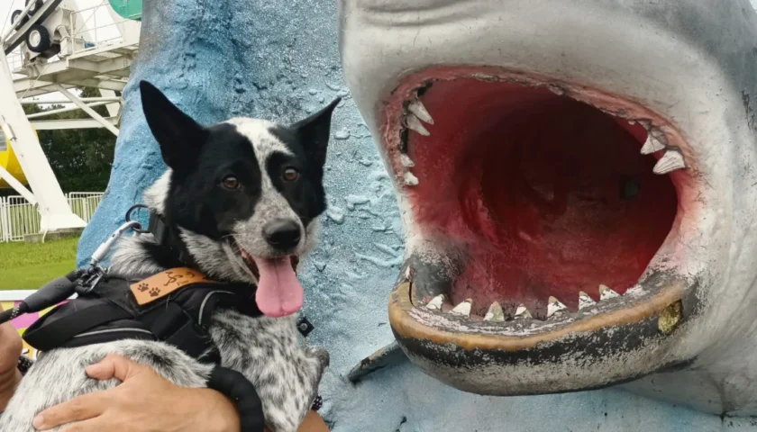 保護犬ふぅちゃん、南知多ビーチランドでイルカさんと