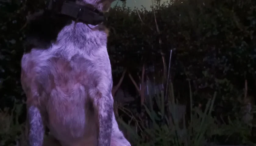 保護犬ふぅちゃん、お月見とお団子
