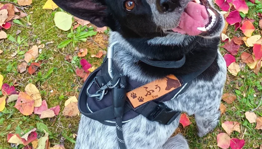 保護犬ふぅちゃん、落ち葉の中でキラキラの見上げ顔