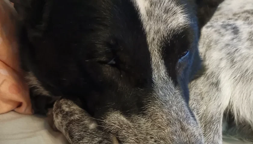 保護犬ふぅちゃん、犬がまるまる季節