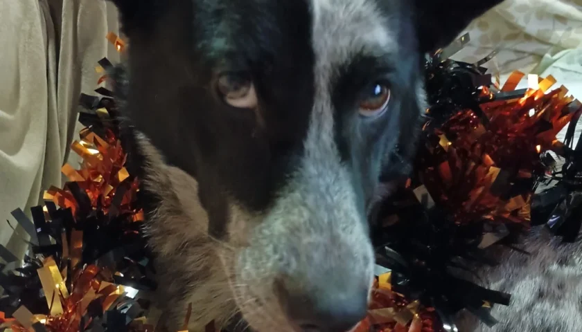 保護犬ふぅちゃん、ハッピーハロウィン