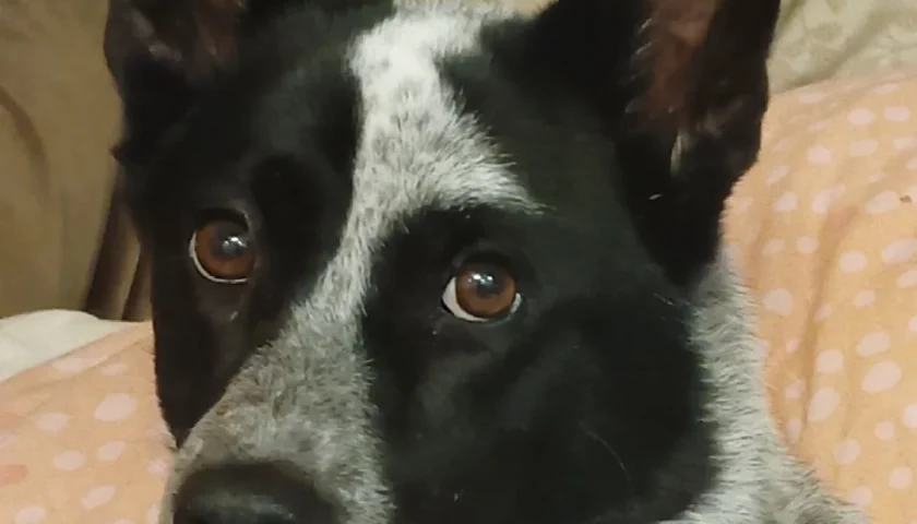保護犬ふぅちゃん、いろんなお顔とカオナシ
