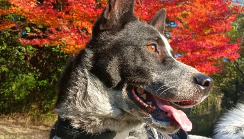 保護犬ふぅちゃん、一本の木の紅葉