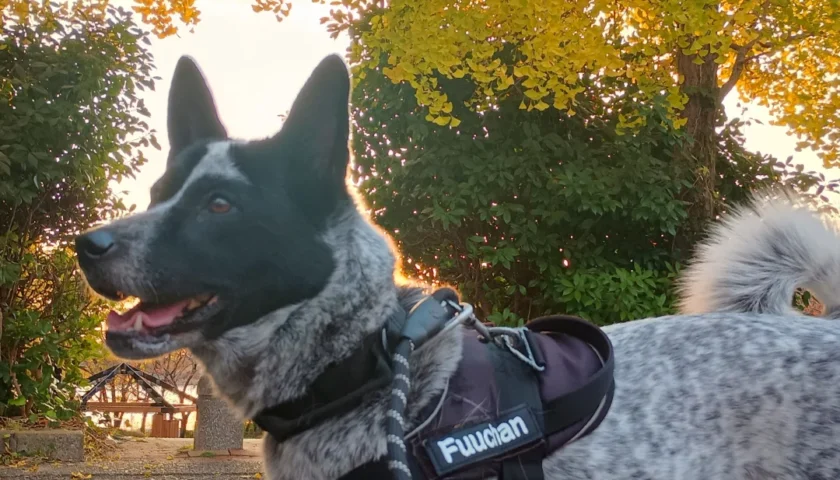 保護犬ふぅちゃん、黄色いイチョウと水鏡