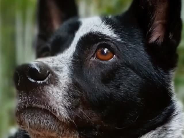 保護犬ふぅちゃん、推定6歳のお誕生日【動画】