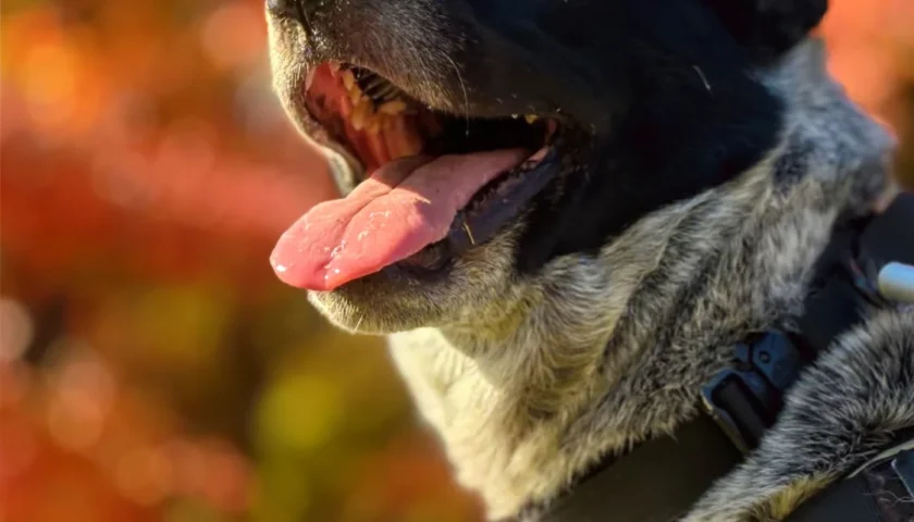 保護犬ふぅちゃん、土岐市曽木公園の紅葉