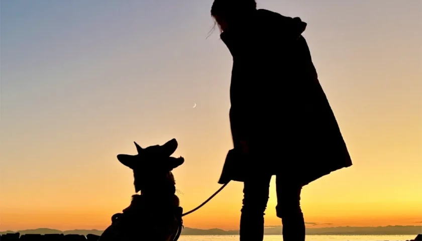 保護犬ふぅちゃん、夕日のシルエットと運命の糸