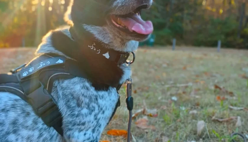 保護犬ふぅちゃん、ロングリードと「おやつ食べる？」
