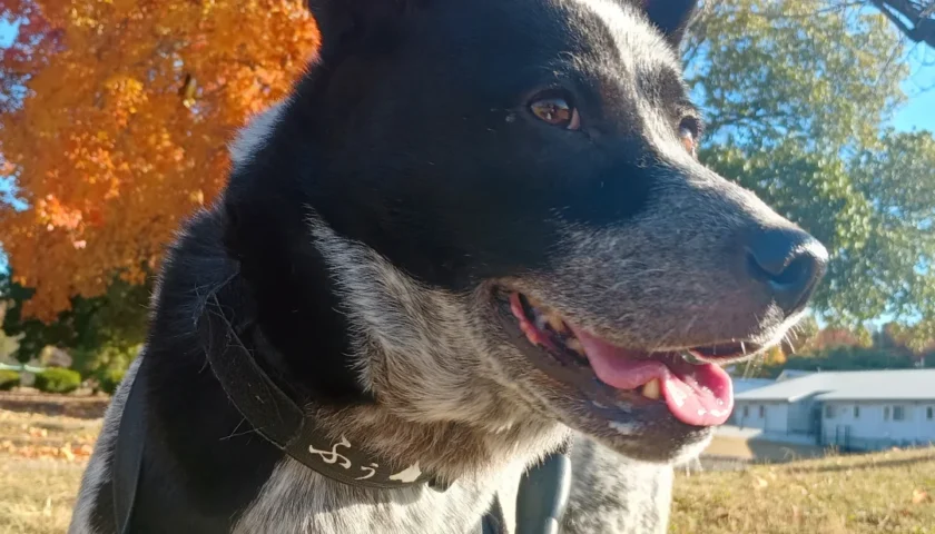 保護犬ふぅちゃん、お昼のおさんぽでアンガスくんと偶然の出会い