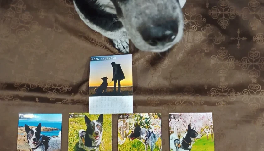 保護犬ふぅちゃん、2026年のカレンダーができました