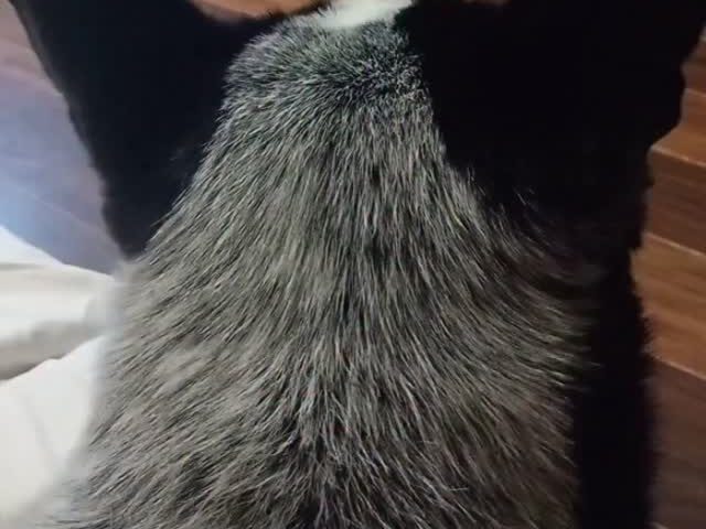 保護犬ふぅちゃん、耳は口ほどに物を言う【動画】
