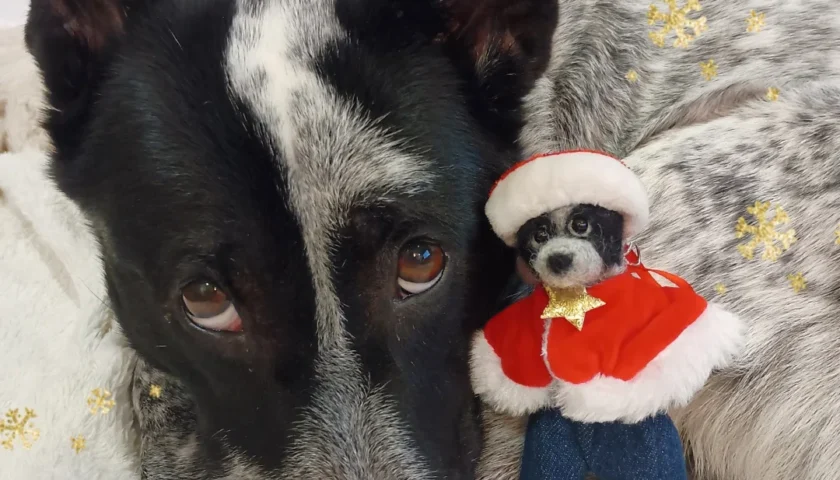 保護犬ふぅちゃん、羊毛フェルトふぅちゃんのクリスマス